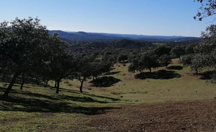 Dehesas en Sierra Morena: reserva natural al norte de Sevilla