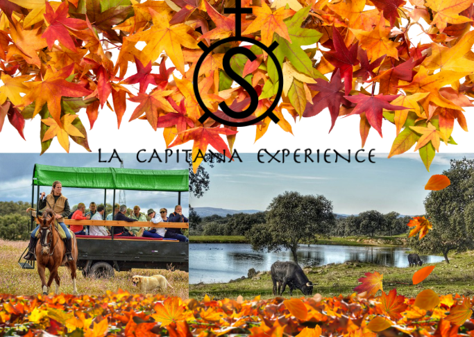 Visitas de otoño a ganaderías de toros: vive la experiencia con todos tus sentidos