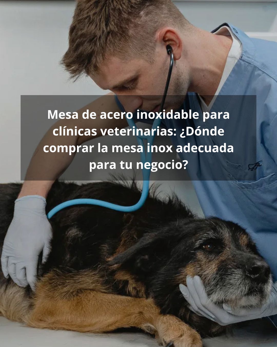 Mesa de acero inoxidable para clínicas veterinarias: ¿Dónde comprar la mesa inox adecuada para tu negocio?
