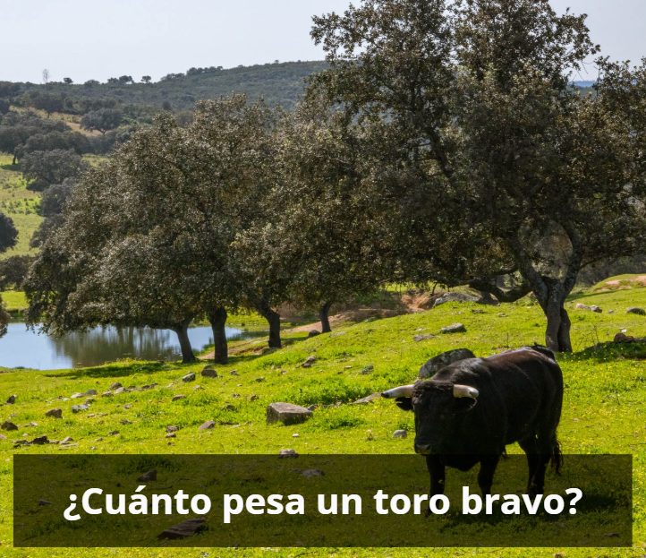 cuanto pesa un toro bravo
