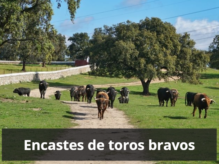 Encastes de toros bravos